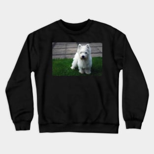 Westie puppy Crewneck Sweatshirt